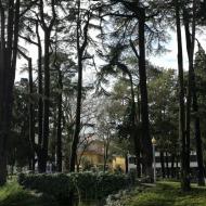 Jardim de Carrilho Videira