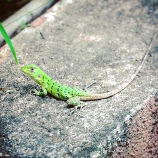 Gekko