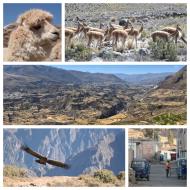 Arequipa, dyreliv og Cañon de Colca