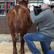 Stock Show