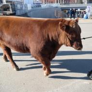 Stock Show