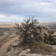 En busk på Scotts Bluff National Monument