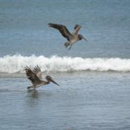 Flere pelikaner