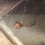 En død skorpion – dræbt af Hanne