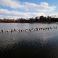 Ferril Lake i City Park