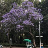 Jacarandaerne blomstrer, da vi ankommer