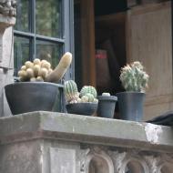 Kaktus på altanen