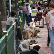 Man kan adoptere en hund