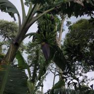 Der er også bananplanter