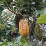 Kakaotræ