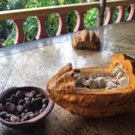 Kakaotræets frugt