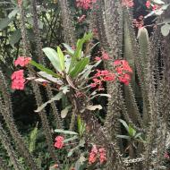 Jardín Botanico