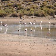 Flamingoer