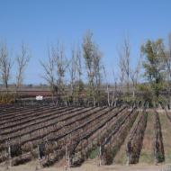 Bodega Budeguer