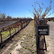 Bodega Budeguer