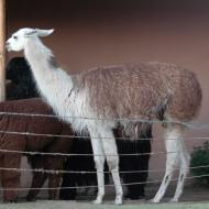 Mundo Alpaca 