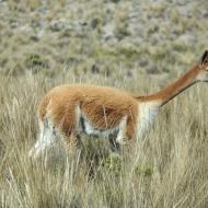 Vicuña