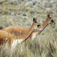 Vicuñaer