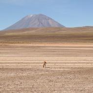 Vicuñaer