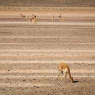 Vicuñaer