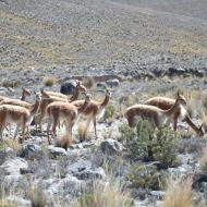 Vicuñaer