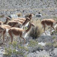 Vicuñaer