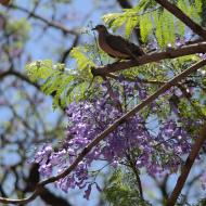 Jacarandatræerne blomstrer