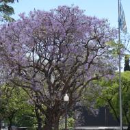 Jacarandatræerne blomstrer