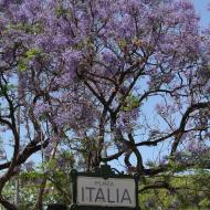 Jacarandatræerne blomstrer