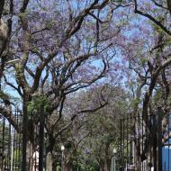 Jacarandatræerne blomstrer