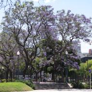 Jacarandatræerne blomstrer