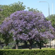 Jacarandatræerne blomstrer