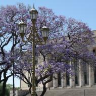 Jacarandatræerne blomstrer