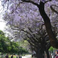 Jacarandatræerne blomstrer