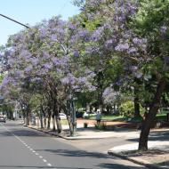 Jacarandatræerne blomstrer