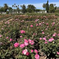 Parque El Rosedal