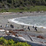 Stranden er fyldt med pingviner