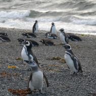 Pingviner hygger sig
