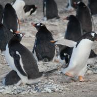 Flere pingviner