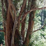 Arrayán-træer