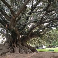 Latinamerikas største træ