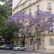 Jacarandatræerne blomstrer