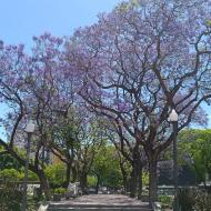 Jacarandatræerne blomstrer