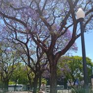 Jacarandatræerne blomstrer