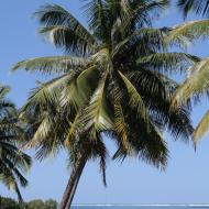 En palme på vejen