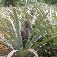 Route de ananas