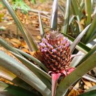 Route de ananas