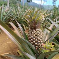 Route de ananas