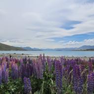 Lupinerne blomstrer