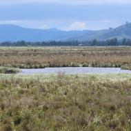 Sinclair Wetlands